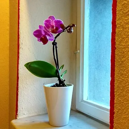 Bed & Breakfast Le Rondini Di San Donato